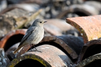 Phoenicurus ochruros (Codirosso spazzacamino, femmina)